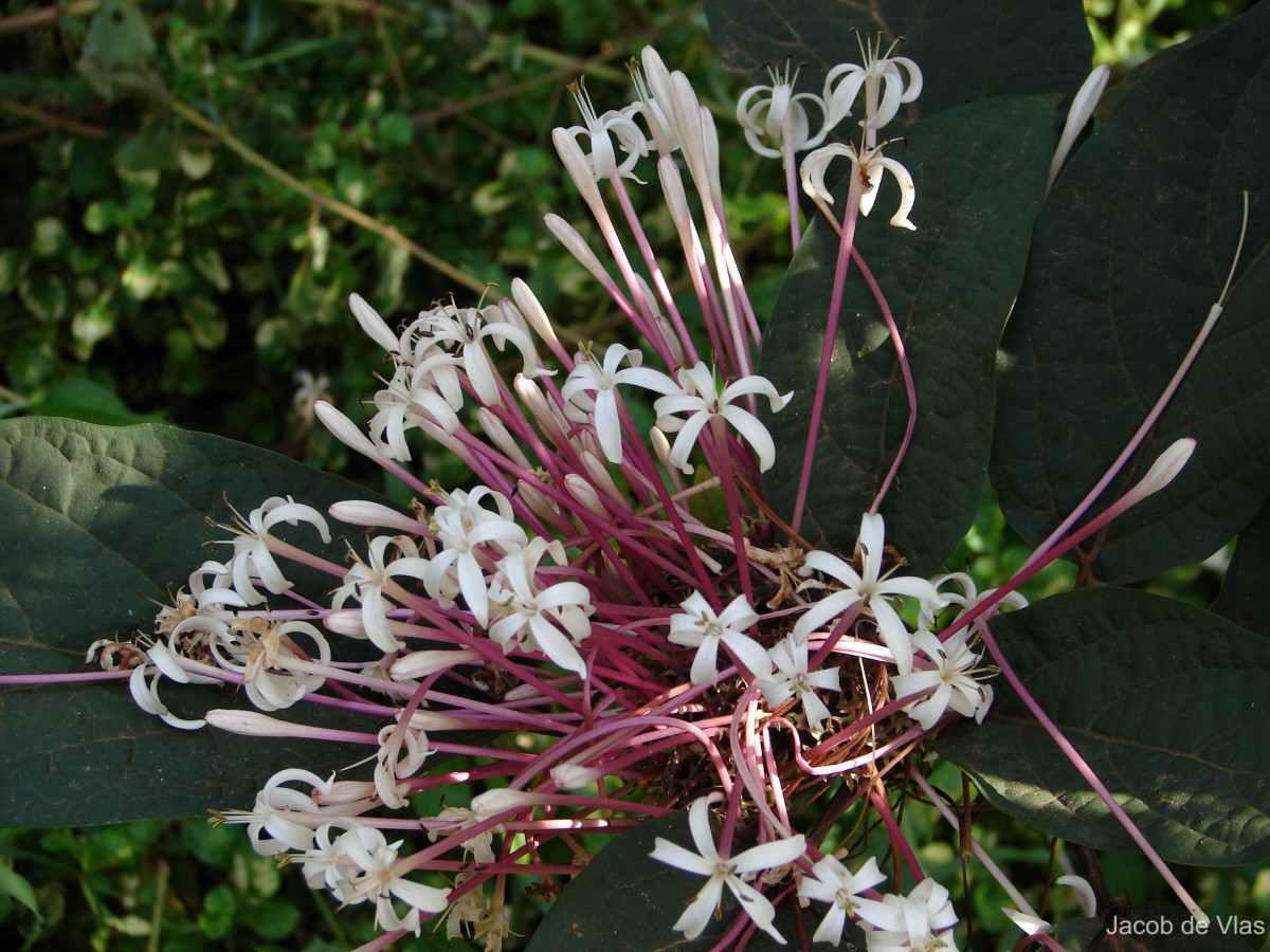 Clerodendrum quadriloculare (Blanco) Merr.